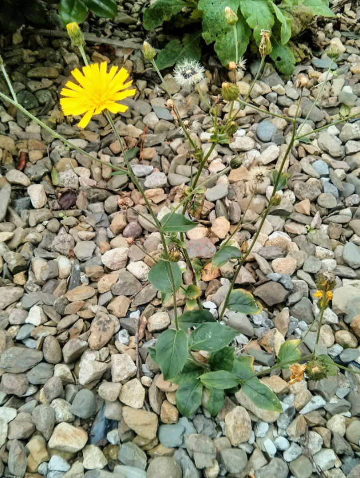 Taraxacum officinale is commonly known as a Dandelion