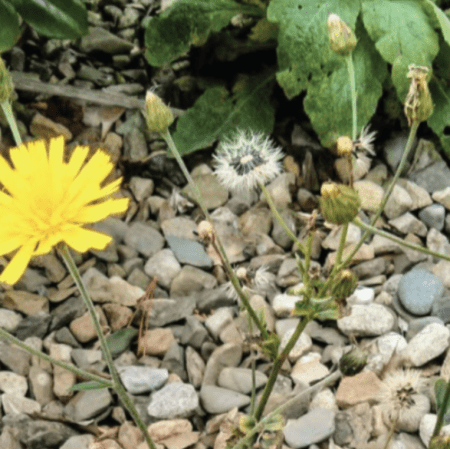 Hieracium scullyi