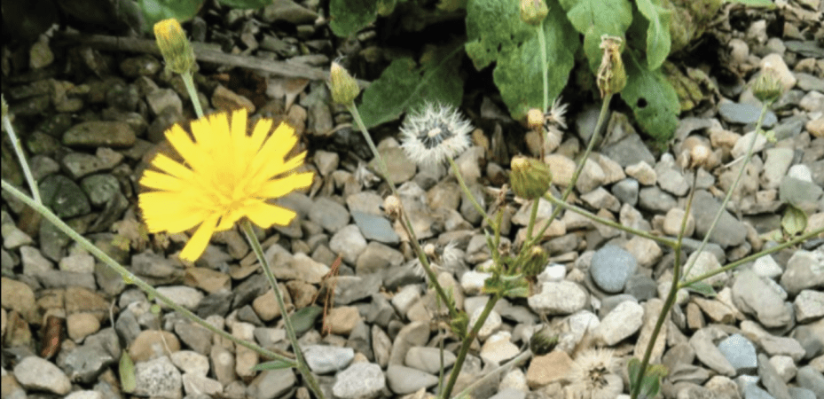 Hieracium scullyi