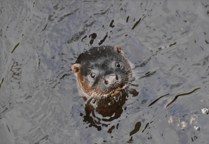 Eurasian Otter