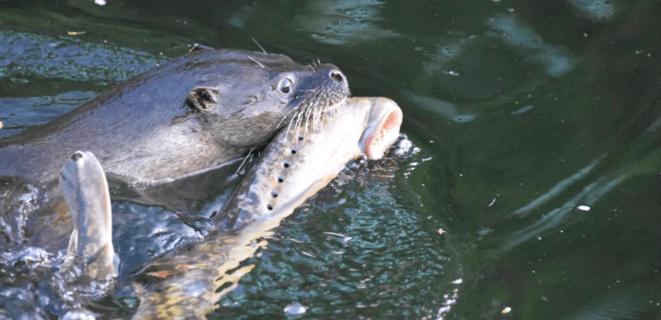 Feeding Otter