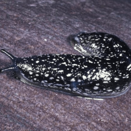 The Kerry Slug (Geomalacus maculosus)